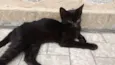 black cat