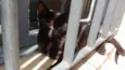 black cat