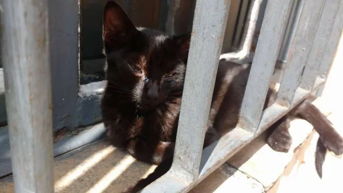 Gato ra a  idade 2 a 6 meses nome black cat