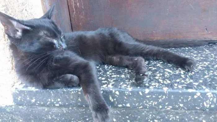 Gato ra a  idade 2 a 6 meses nome black cat