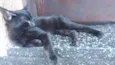 black cat