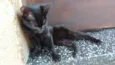 black cat