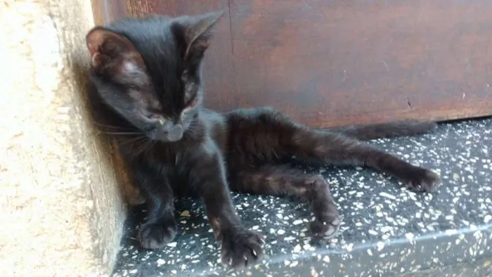Gato ra a  idade 2 a 6 meses nome black cat
