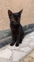 black cat