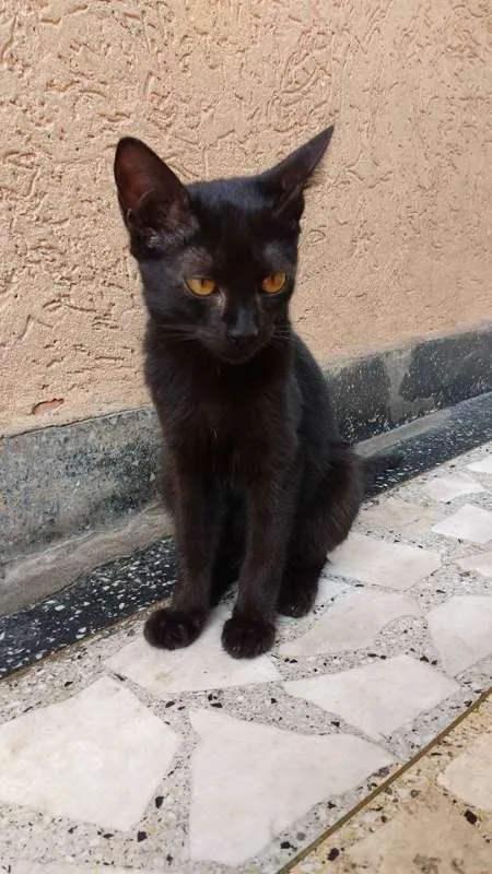 Gato ra a  idade 2 a 6 meses nome black cat