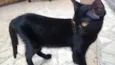 black cat