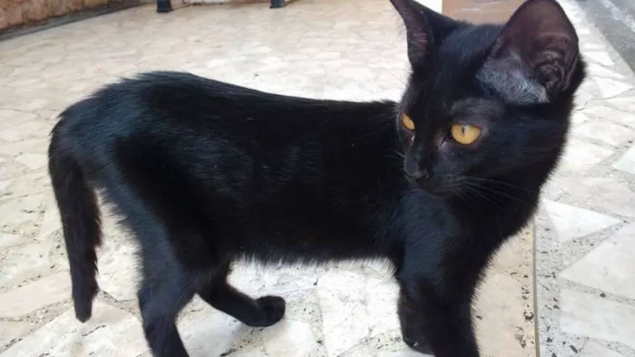 Gato ra a  idade 2 a 6 meses nome black cat