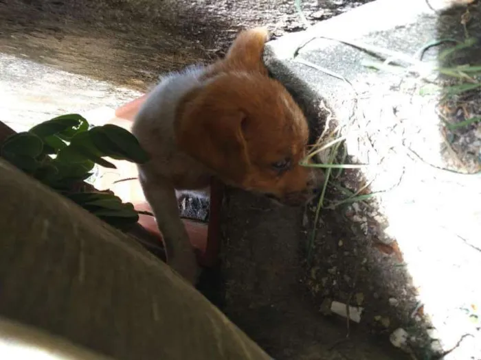 Cachorro ra a NÃO DEFINIDA idade Abaixo de 2 meses nome ESTRELA