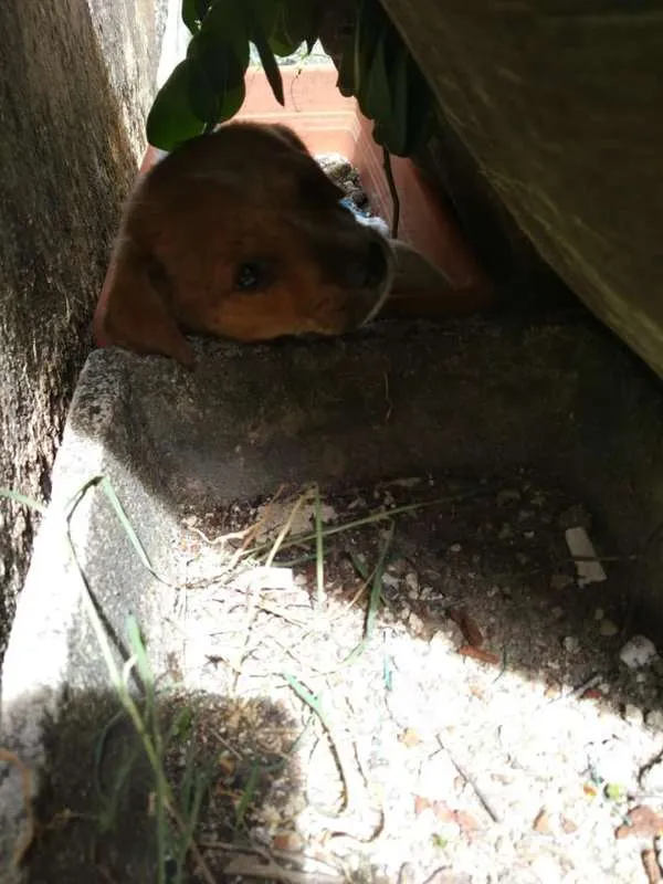 Cachorro ra a NÃO DEFINIDA idade Abaixo de 2 meses nome ESTRELA