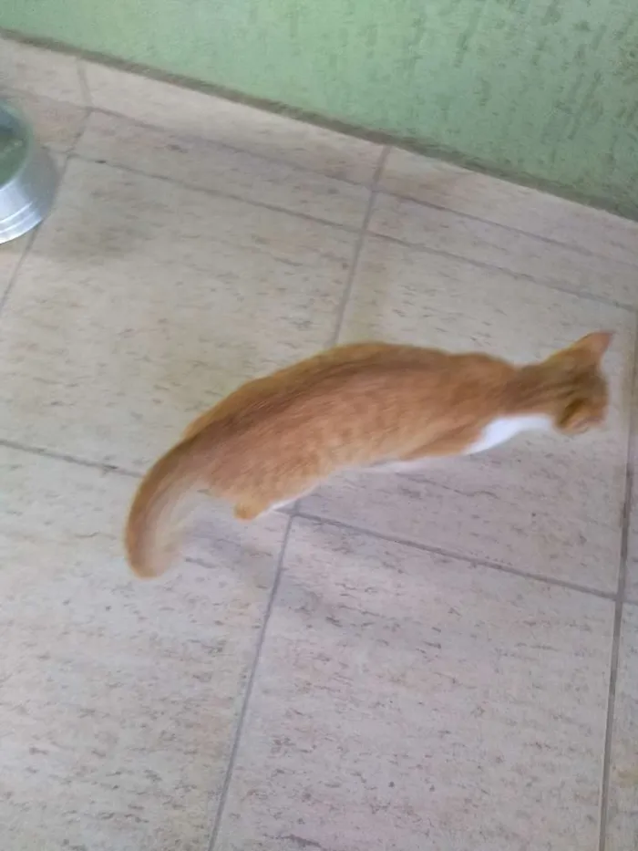 Gato raça Vira lata idade 2 a 6 meses nome Sem nome