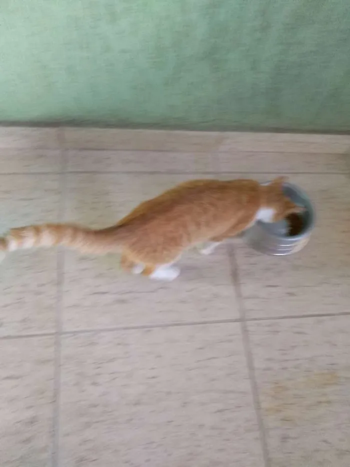 Gato raça Vira lata idade 2 a 6 meses nome Sem nome
