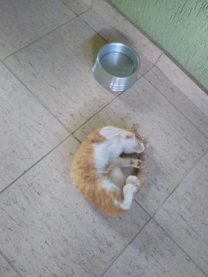 Gato raça Vira lata idade 2 a 6 meses nome Sem nome