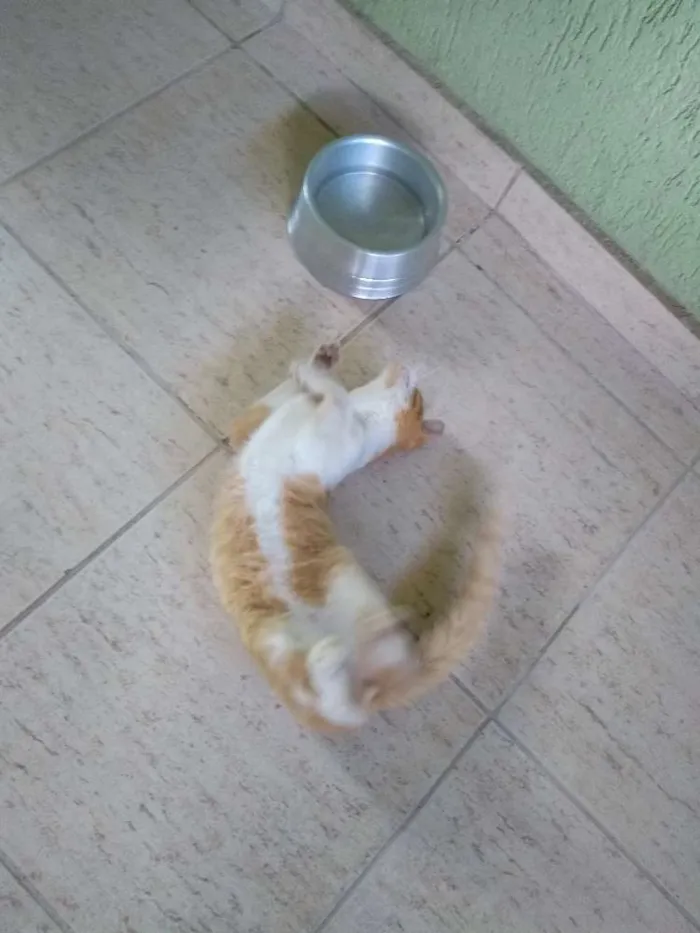 Gato raça Vira lata idade 2 a 6 meses nome Sem nome