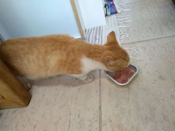 Gato raça Vira lata idade 2 a 6 meses nome Sem nome