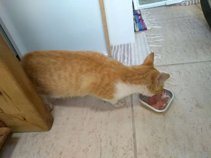 Gato raça Vira lata idade 2 a 6 meses nome Sem nome