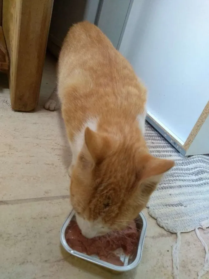 Gato raça Vira lata idade 2 a 6 meses nome Sem nome