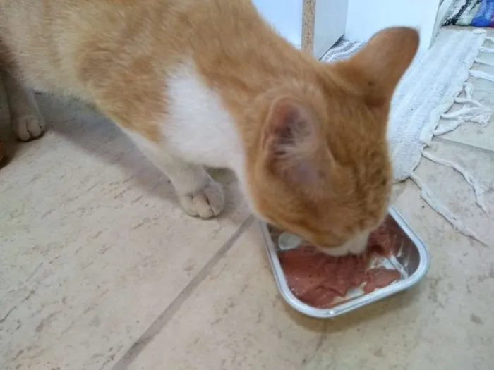 Gato raça Vira lata idade 2 a 6 meses nome Sem nome