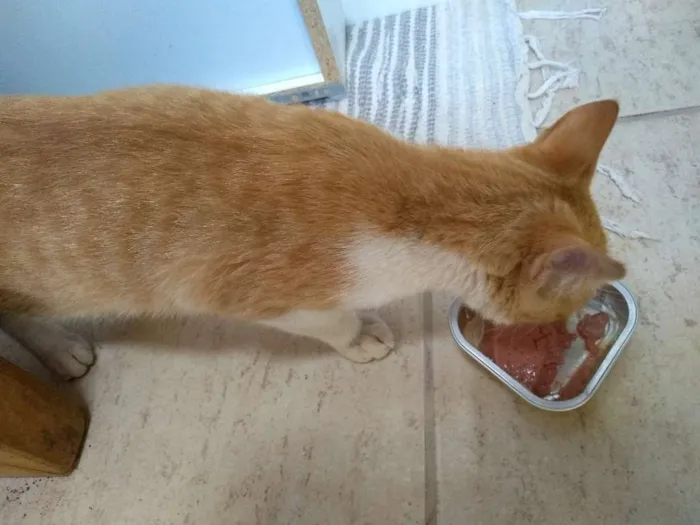 Gato raça Vira lata idade 2 a 6 meses nome Sem nome