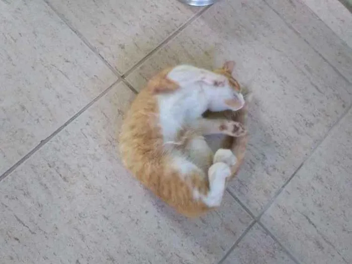 Gato raça Vira lata idade 2 a 6 meses nome Sem nome