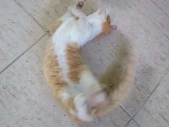 Gato raça Vira lata idade 2 a 6 meses nome Sem nome