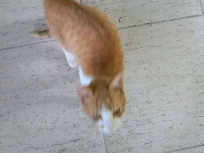 Gato raça Vira lata idade 2 a 6 meses nome Sem nome