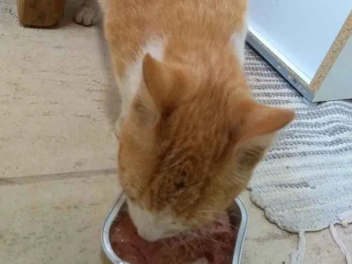 Gato raça Vira lata idade 2 a 6 meses nome Sem nome