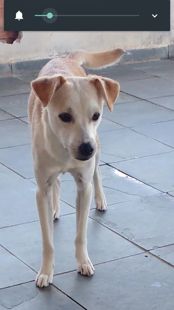 Cachorro ra a Sem raça definida idade 7 a 11 meses nome Eichan