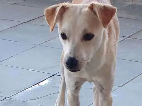 Cachorro ra a Sem raça definida idade 7 a 11 meses nome Eichan