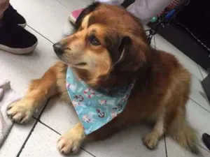 Cachorro raça Misturado  idade 2 anos nome Masp