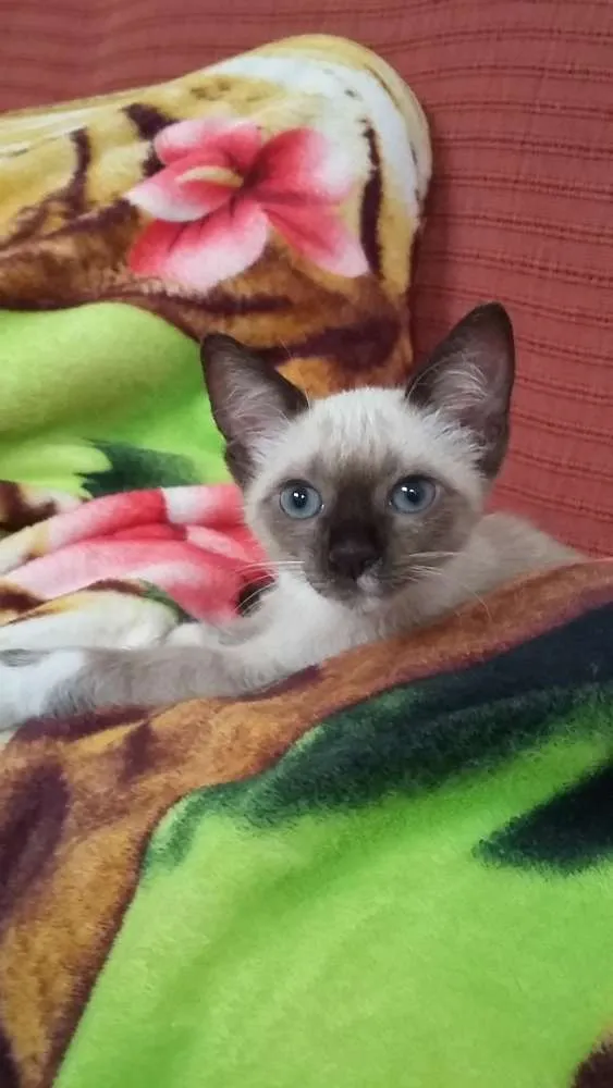 Gato ra a Vira Lata idade Abaixo de 2 meses nome Sem nome