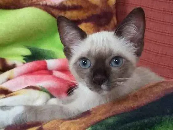 Gato ra a Vira Lata idade Abaixo de 2 meses nome Sem nome