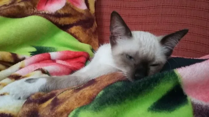 Gato ra a Vira Lata idade Abaixo de 2 meses nome Sem nome