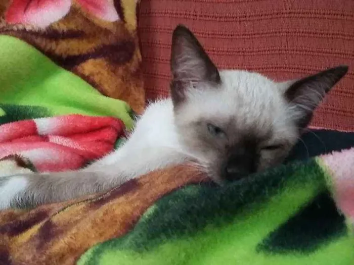 Gato ra a Vira Lata idade Abaixo de 2 meses nome Sem nome