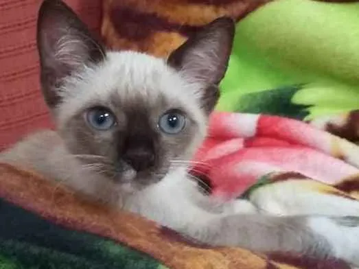 Gato ra a Vira Lata idade Abaixo de 2 meses nome Sem nome