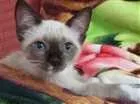 Gato raça Vira Lata idade Abaixo de 2 meses nome Sem nome