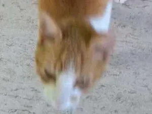 Gato raça Vira lata idade 2 a 6 meses nome Sem nome