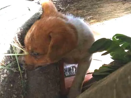 Cachorro ra a NÃO DEFINIDA idade Abaixo de 2 meses nome ESTRELA