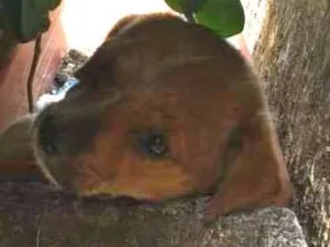 Cachorro raça NÃO DEFINIDA idade Abaixo de 2 meses nome ESTRELA