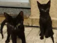 black cat
