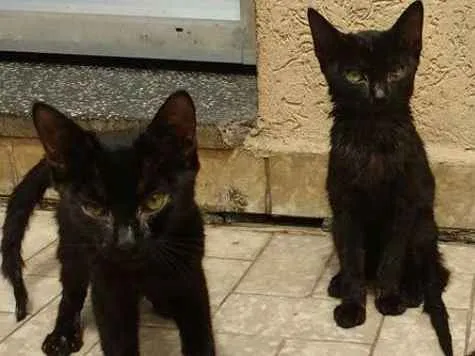 Gato ra a  idade 2 a 6 meses nome black cat
