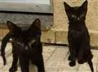 Gato raça  idade 2 a 6 meses nome black cat