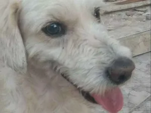Cachorro raça Poodle idade 4 anos nome Fred