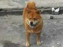 Cachorro ra a Chow Chow idade 2 anos nome Chow chow