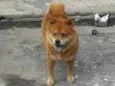 Chow chow