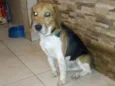 Snnopy
