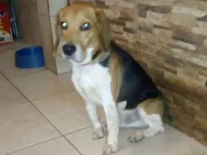Cachorro raça Beagle idade 4 anos nome Snnopy