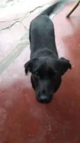 Pretinha