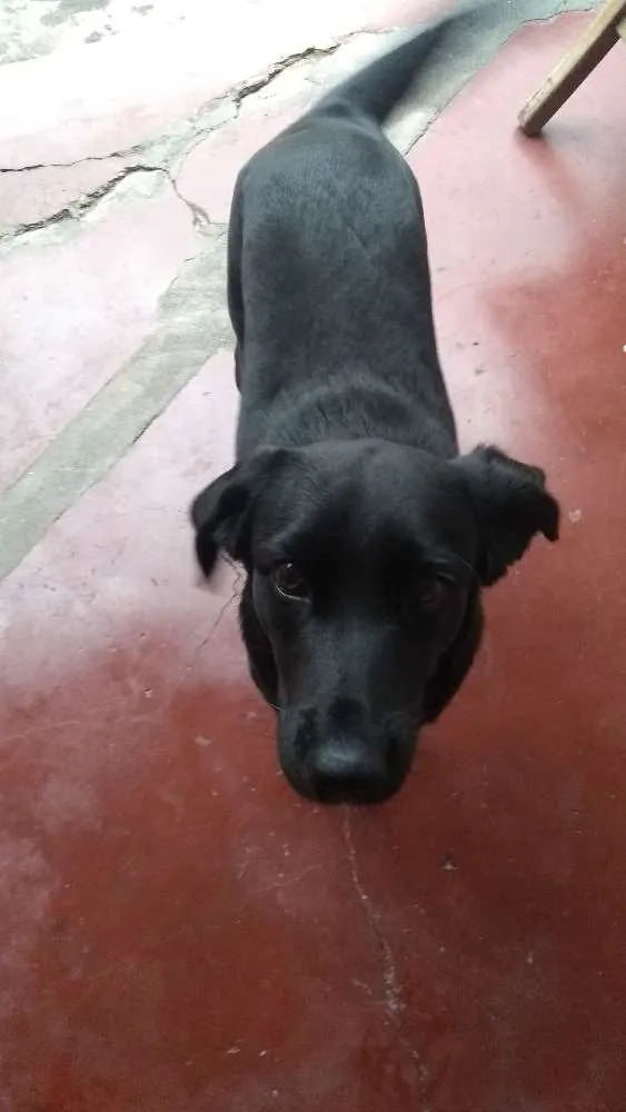 Cachorro ra a Vira-lata idade 7 a 11 meses nome Pretinha