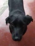 Pretinha