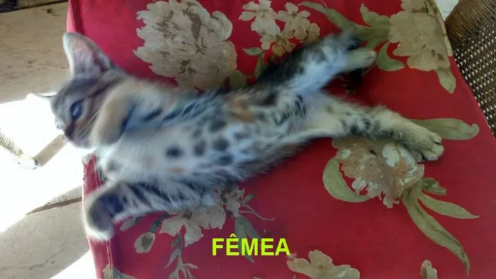 Gato raça indefinida idade 2 a 6 meses nome ainda não tem